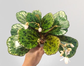 Begonia Blancii "Mottled" 2inch pot