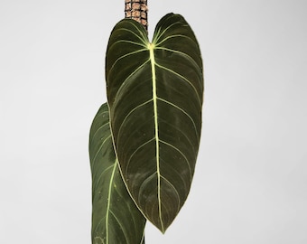 Philodendron Melanochrysum
