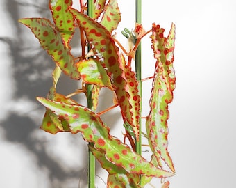 Begonia Amphioxus Terrarium Culture