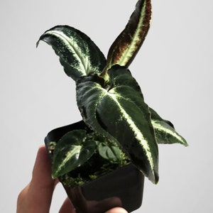 Syngonium Rayii Dark Terrarium Culture