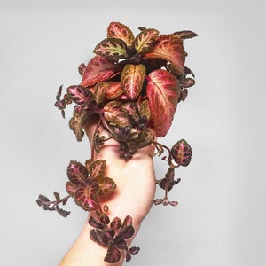 Episcia Pink Acajou Starter Plant Flame Violet Terrarium Culture image 1