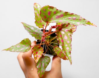 Kultura do terrarium Begonia Malachosticta x Amphioxus