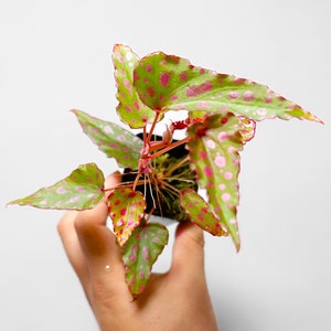 Cultivo de terrario Begonia Malachosticta x Amphioxus