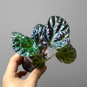 Culture de terrarium bégonia Temuyuk Blue x Dracopelta livraison gratuite aux États-Unis