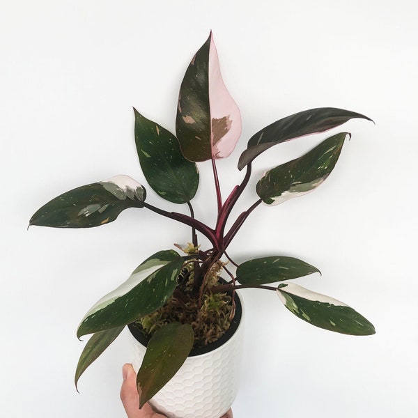 Philodendron rouge Anderson