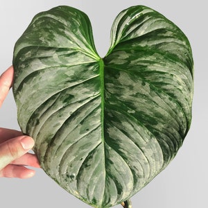 Philodendron Majestic FREE US SHIPPING