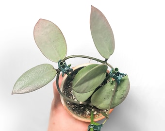 Hoya-zilverdollar