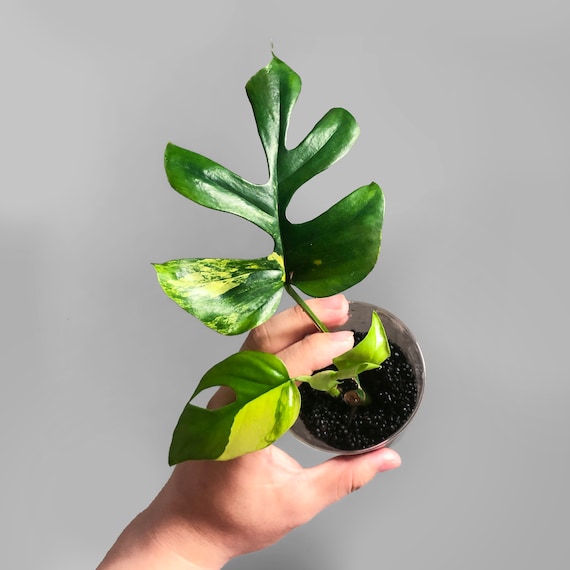 Rhaphidophora Tetrasperma Aurea Variegated - Etsy