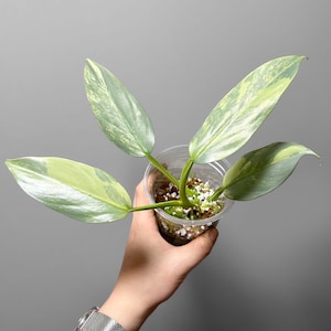 Philodendron Silver Sword Variegated