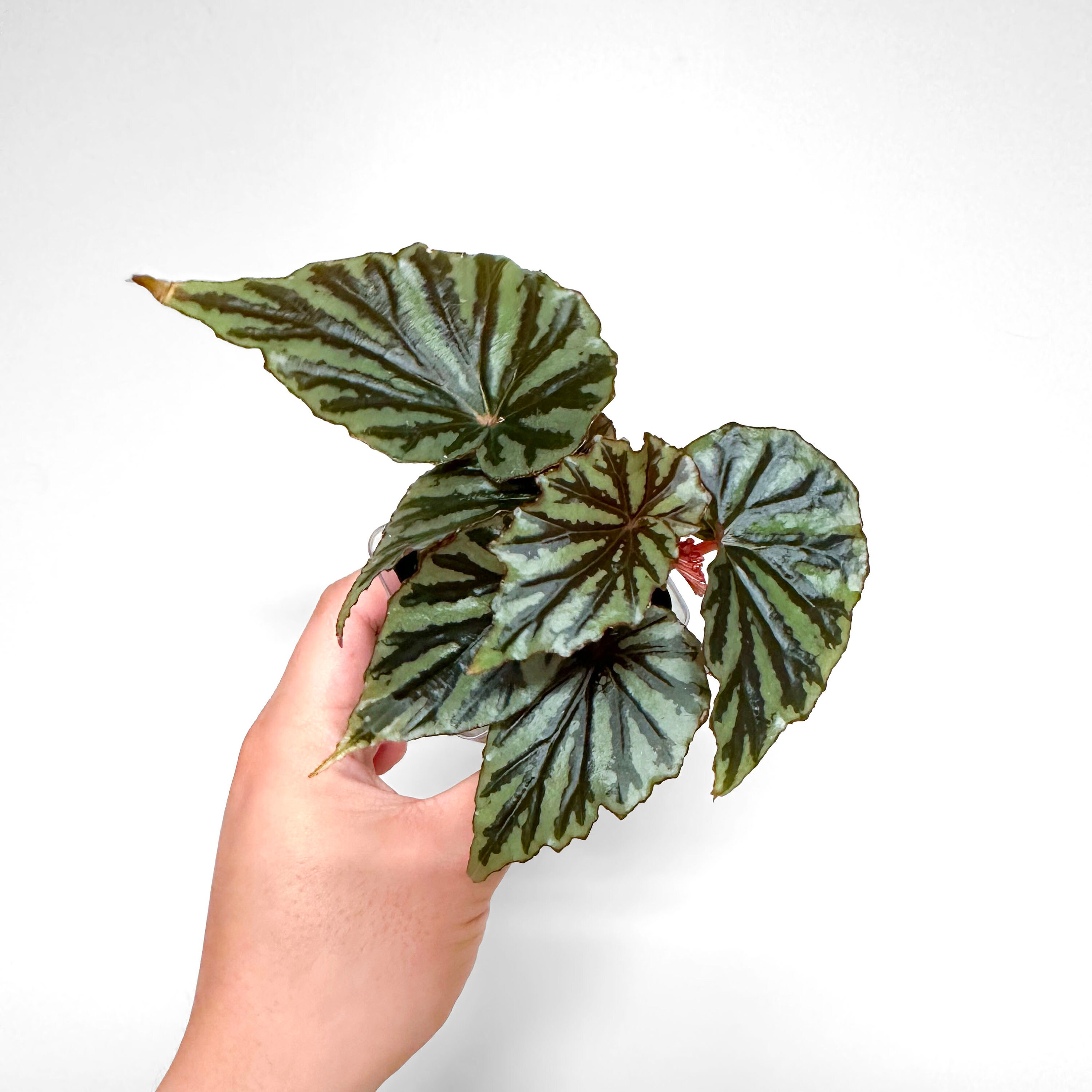 Begonia U682 'irian Jaya' - Etsy