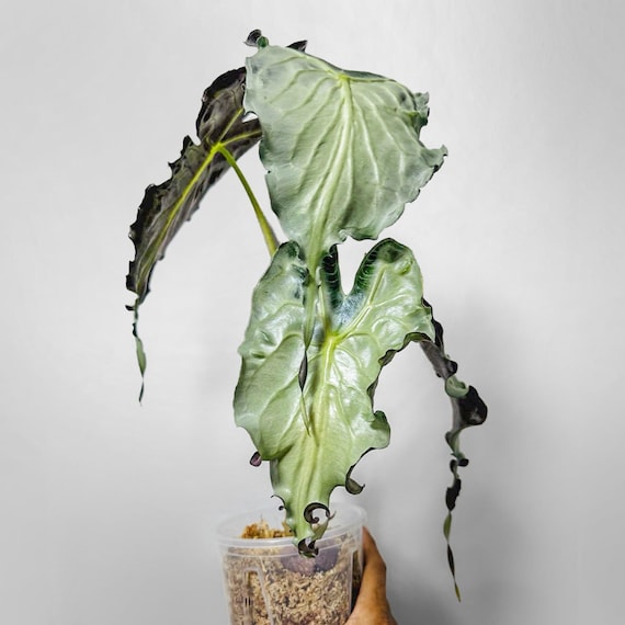 アロカシア ヴェノム Alocasia 'Venom' 管理番号6 アロカシア ヴェノム Alocasia 'Venom' 管理番号m6
