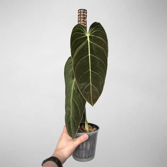 philodendron mamei vs sodiroi Philodendron sodiroi – Foliage Factory