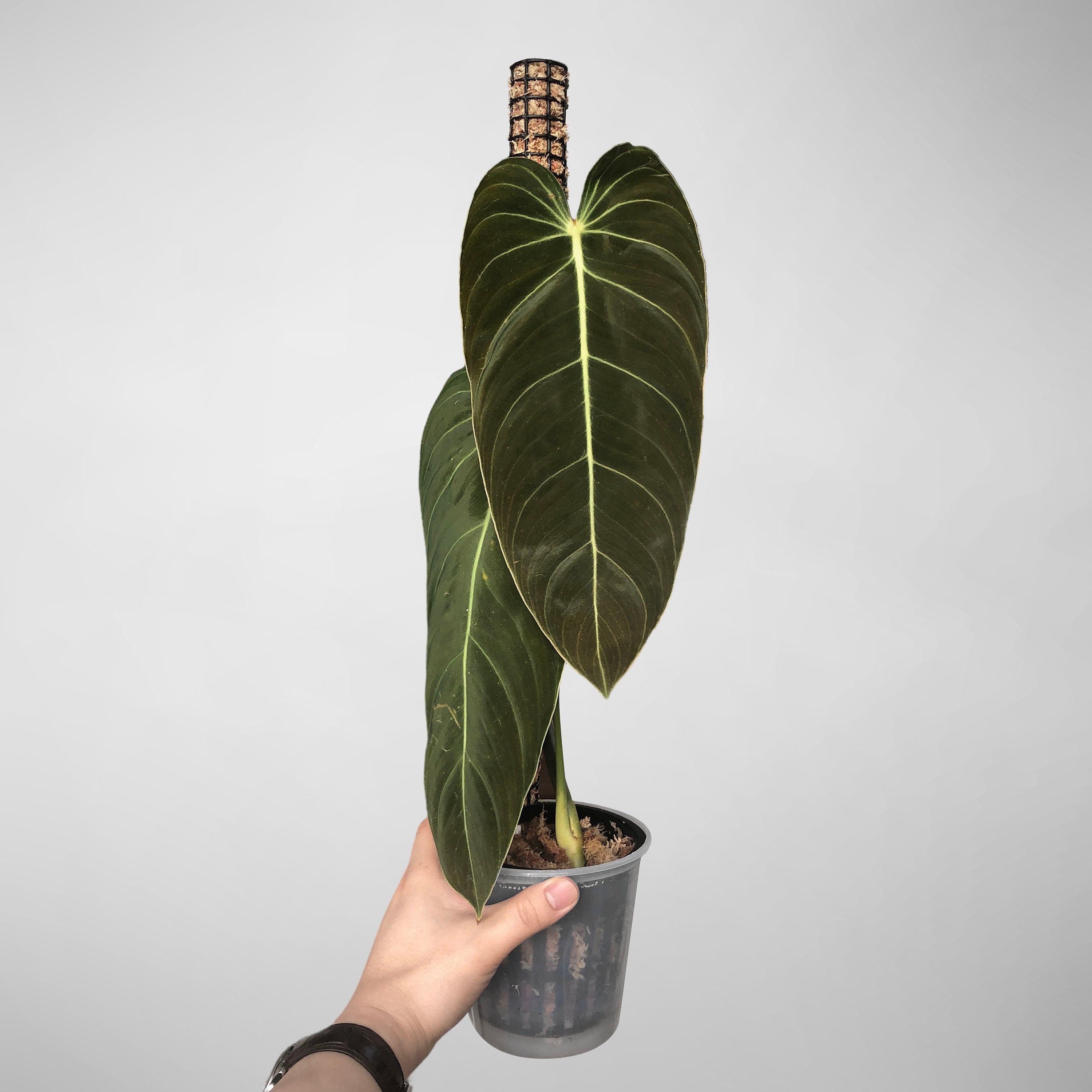 buy philodendron canada Philodendron Scandens Rio - Rare Plant - Beautiful Plant