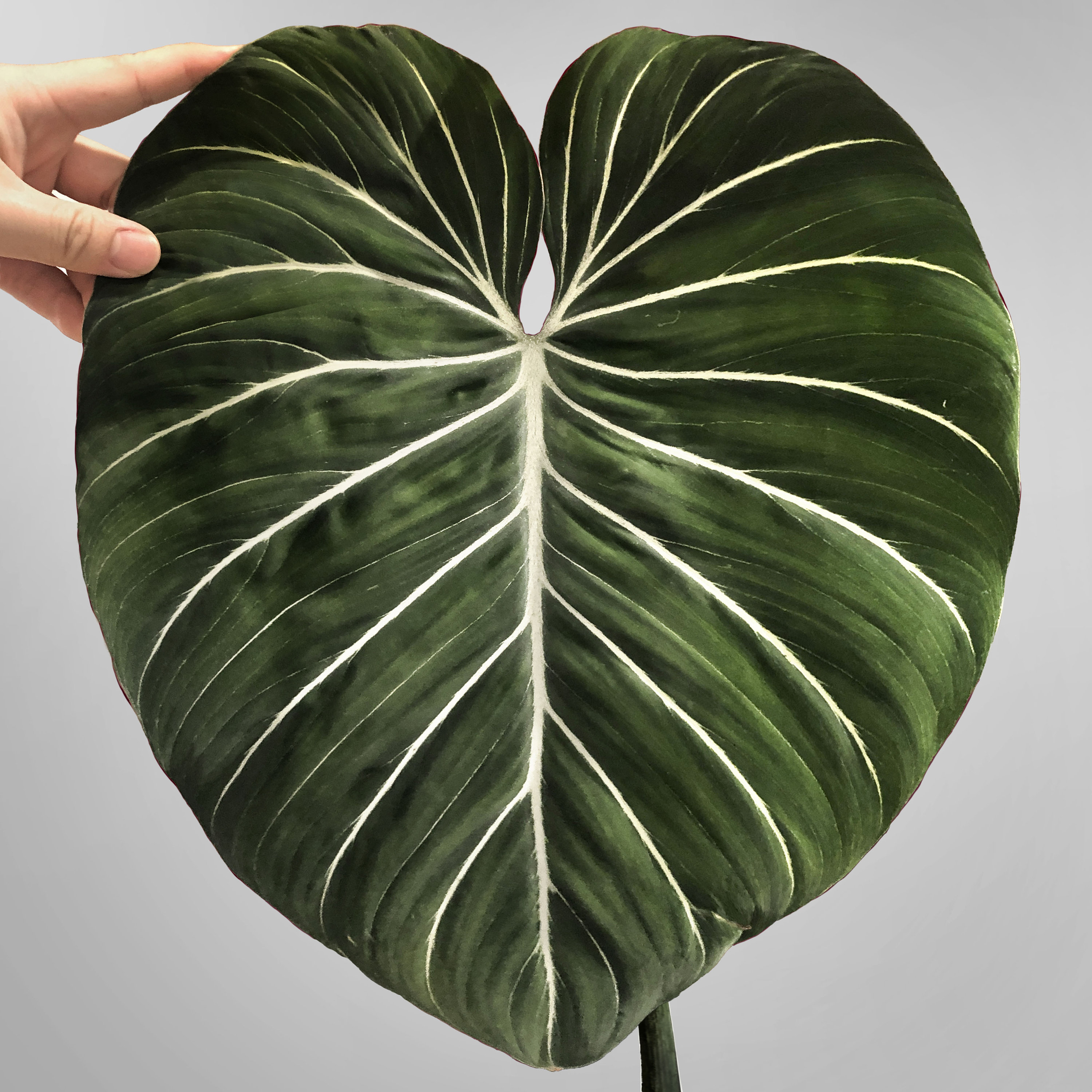 Monstera Glorious - Etsy