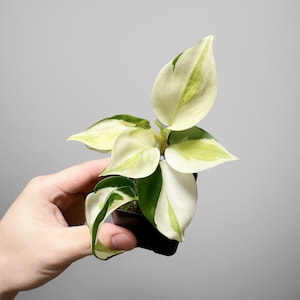 Philodendron Gabby