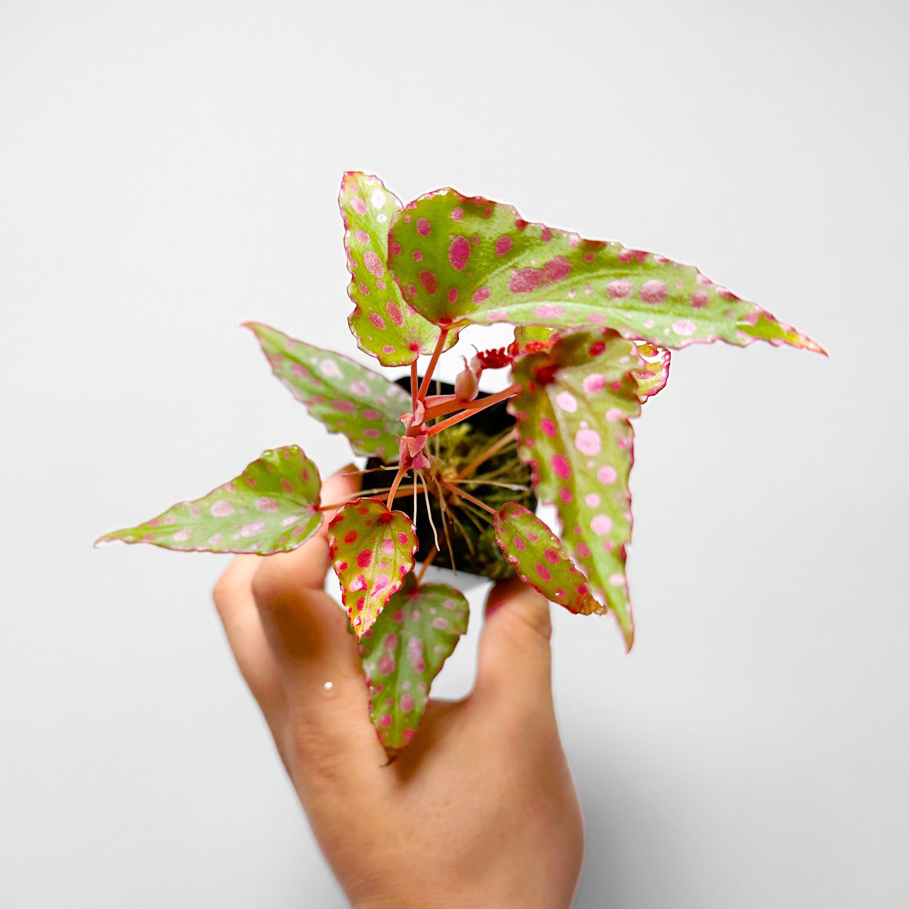 Lepanthes - Etsy Singapore