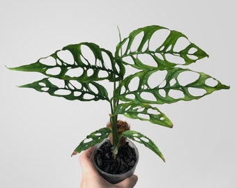 Monstera Obliqua Peru