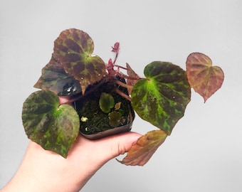 Begonia Luzhaiensis Terrarium Kultura US SPRZEDAWCA