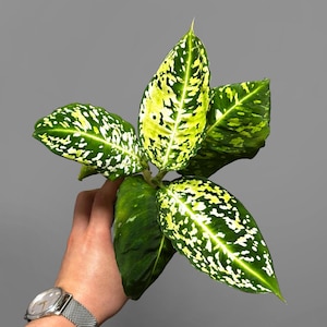Dieffenbachia &#39;Reflector&#39;