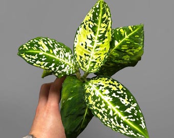 アロカシア シンポ アルボ 斑入り _ 『 アロカシア・シンポ 斑入り 』 Alocasia simpo albo