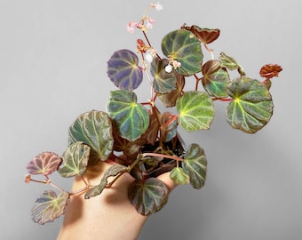 Begonia Sarawak Starter Pflanze