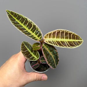 Labisia sp. Riau Pink (Genaue Pflanze)