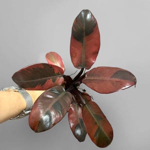 Variegated Black Cardinal Philodendron - Etsy