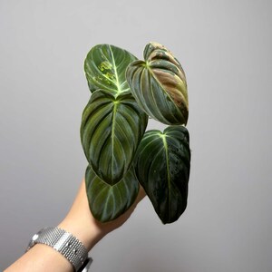 May include: Close-up of a Philodendron Melanochrysum plant with large, dark green leaves. The leaves have prominent veins and a velvety texture. Some leaves show hints of brown and yellow. The plant is held against a gray background.