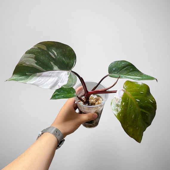 Philodendron Rot Anderson - Etsy.de