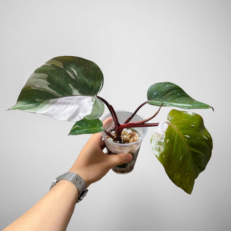DingPlants Philodendron Anderson - Thumbnail 3