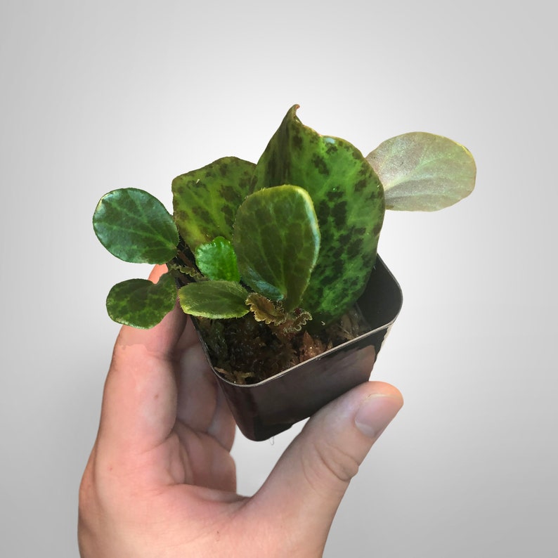 Begonia Blancii "Mottled"