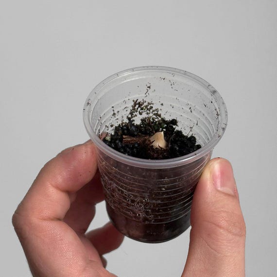 アロカシア マハラニ 斑入り - Etsy 日本