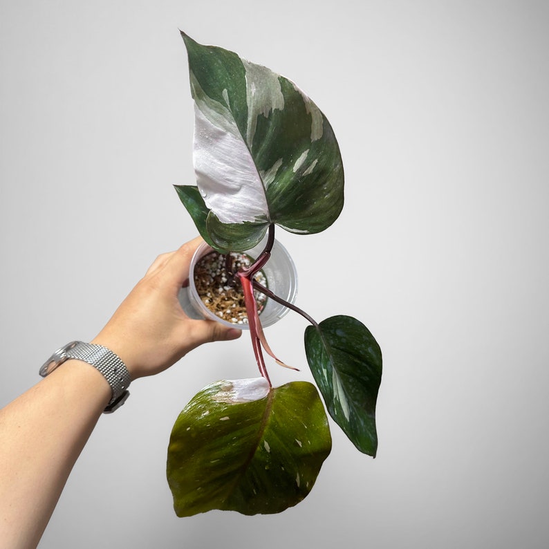 DingPlants Philodendron Anderson - Thumbnail 2