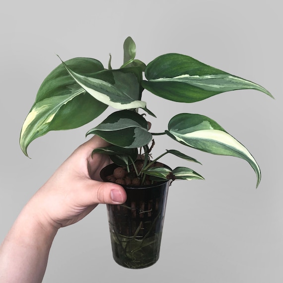 philodendron marble king Philodendron 'Emerald King' *Grower's Choice*