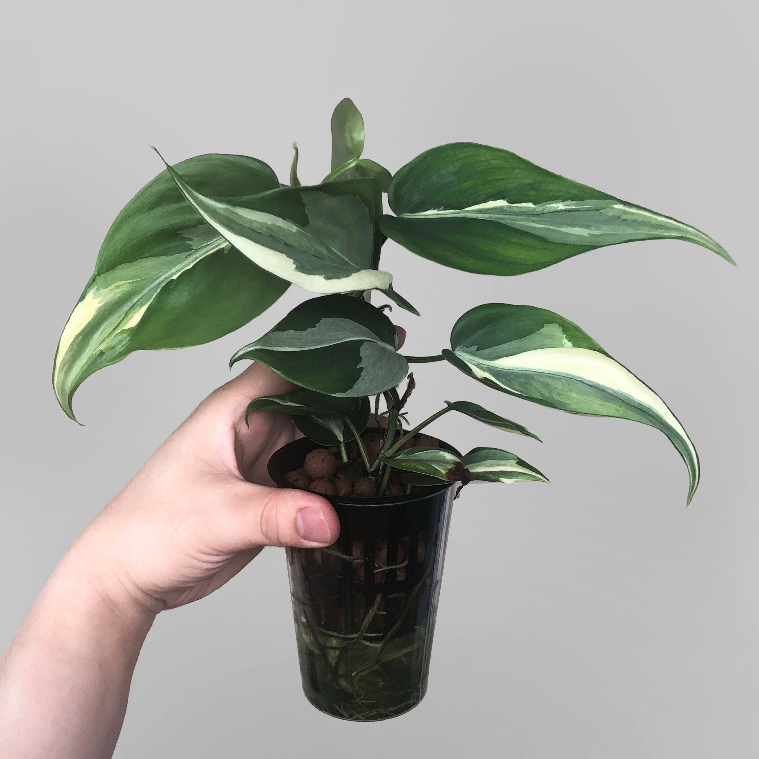【専用】レア　フィロデンドロン　エメラルデンセ a Rare philodendron - Etsy 日本