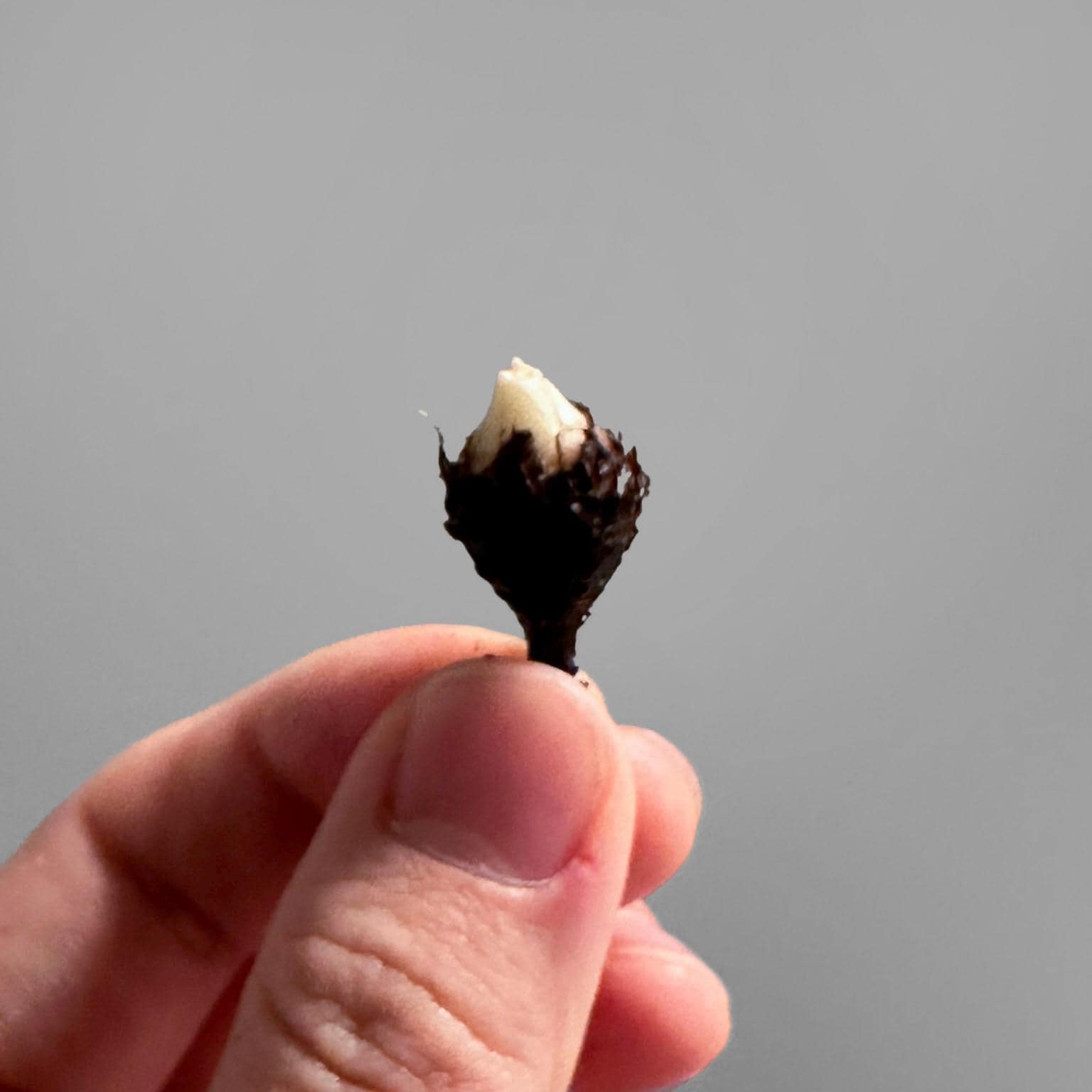 アロカシア マハラニ 斑入り - Etsy 日本