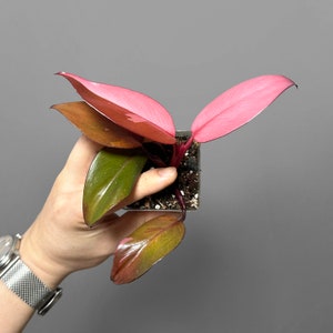 Philodendron Persimmon Princess