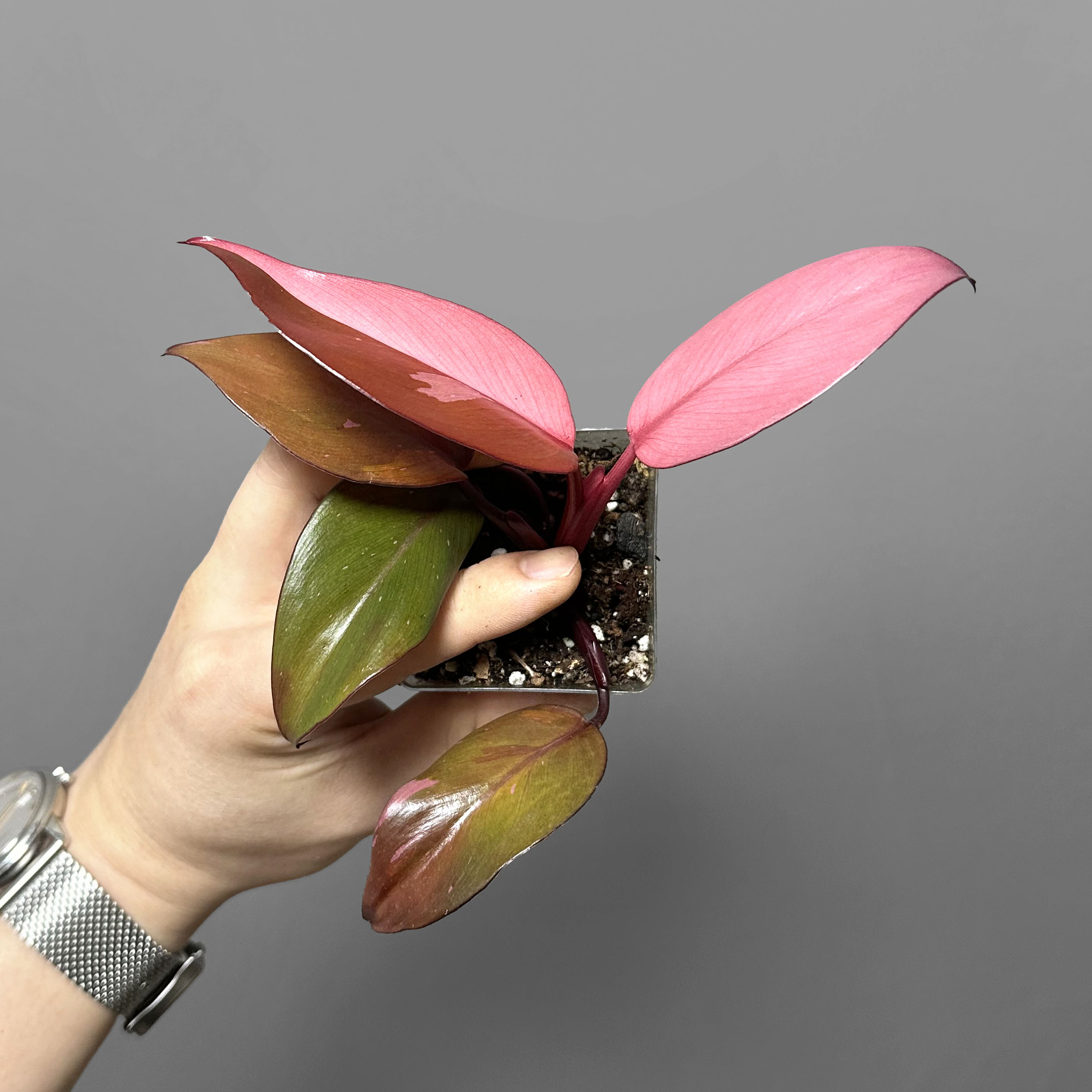 フィロデンドロン・パーシモン・プリンセス - Etsy 日本