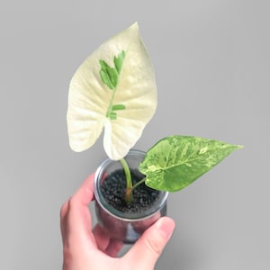 Alocasia Gageana Albo Variegated