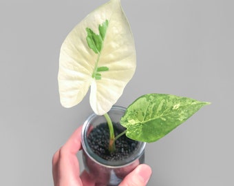 アロカシア マハラニ アルボ アロカシア マハラニ 3号(個体おまかせ1鉢)｜芳樹園オンライン