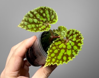 Begonia Chlorosticta Red Terrarium Culture