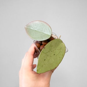 May include: A small, clear plastic pot with a silver-green and pink leaf plant. The pot is filled with brown clay pebbles.