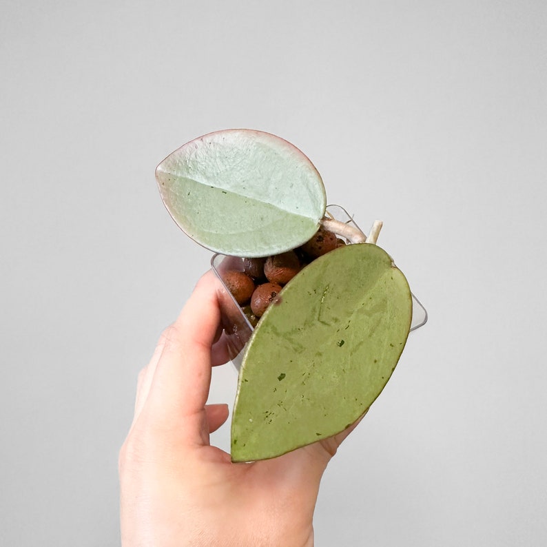 May include: A small, clear plastic pot with a silver-green and pink leaf plant. The pot is filled with brown clay pebbles.