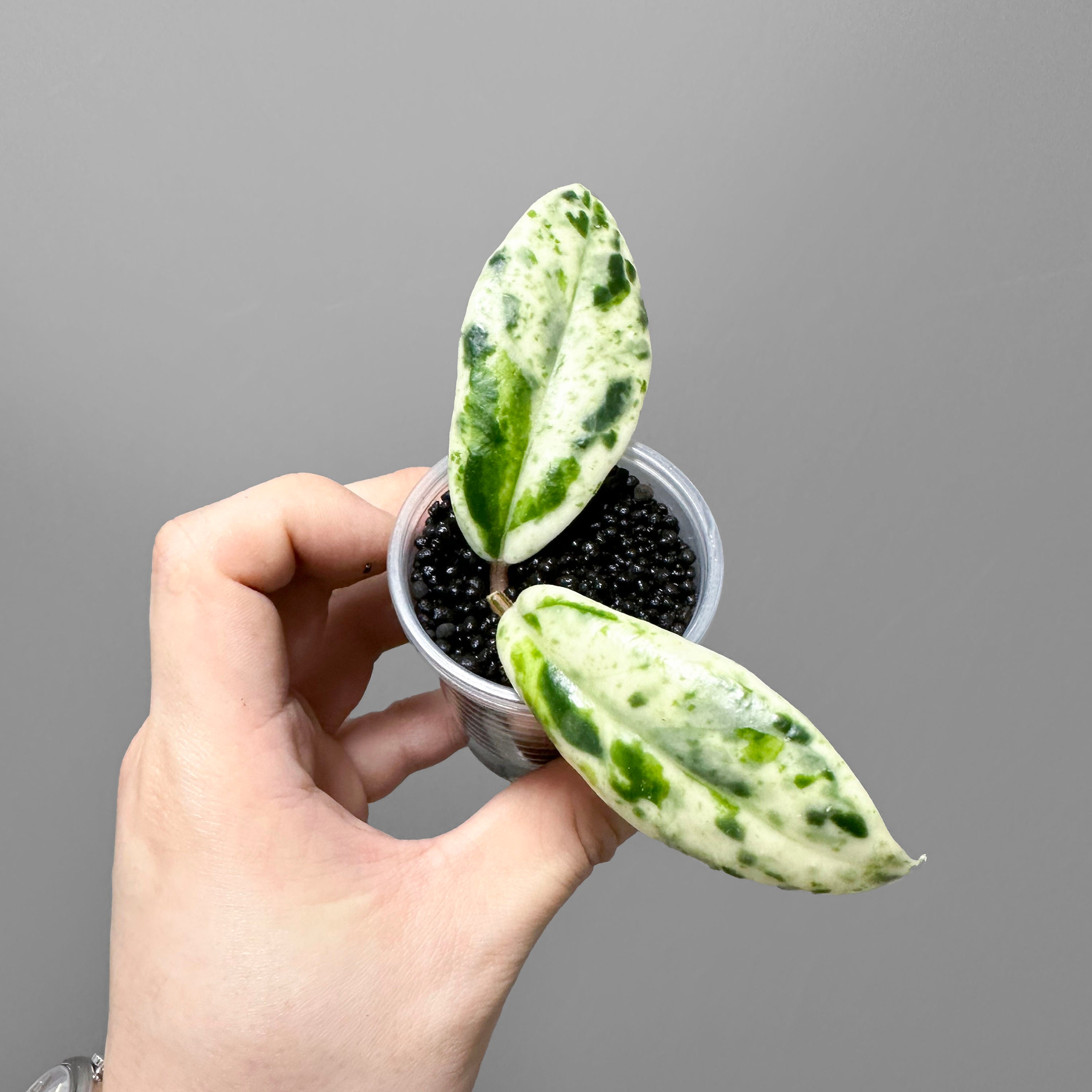 ホヤ カルノーサ マダラ 'スノー エンジェル' - Etsy 日本 ホヤ カルノーサ マダラ 'スノー エンジェル' - Etsy 日本