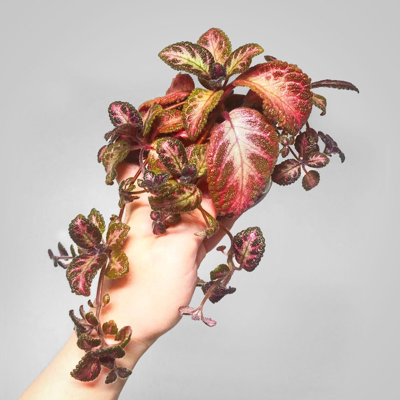 Episcia Pink Acajou Starter Plant Flame Violet Terrarium Culture image 2