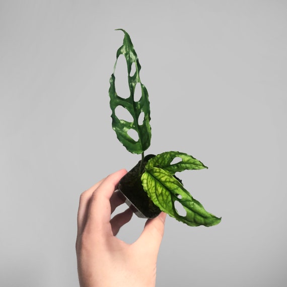 Monstera Obliqua Peru - Etsy Sweden