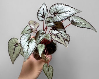 Begonia Dinhdui Silver