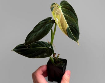 Philodendron Melanochrysum Variegated - Etsy