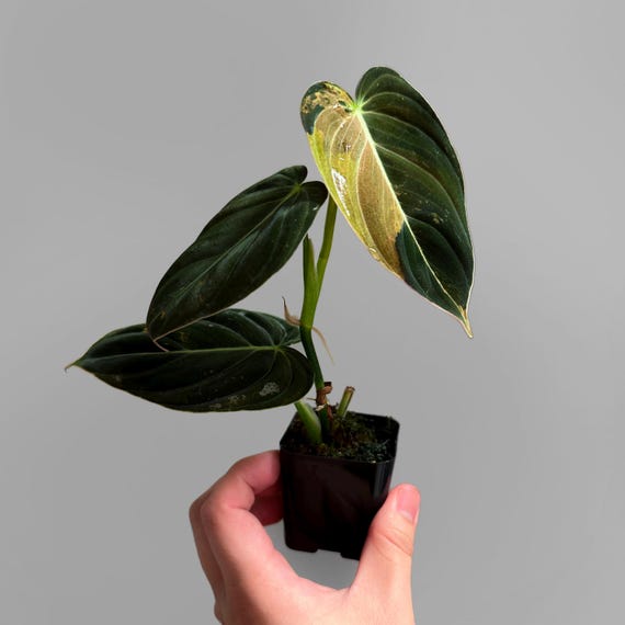 Philodendron Melanochrysum Variegated