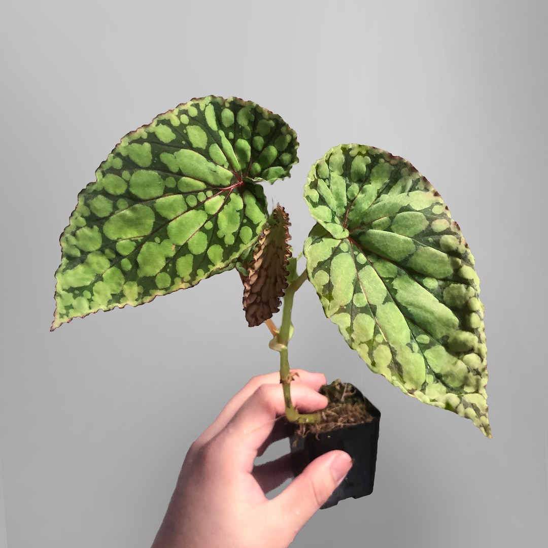 Begonia Chlorosticta Green Terrarium Culture Etsy